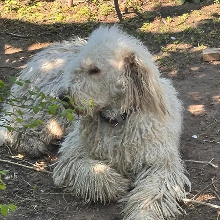 Uebernachtung Bei Den Alpakas Im Naturgarten