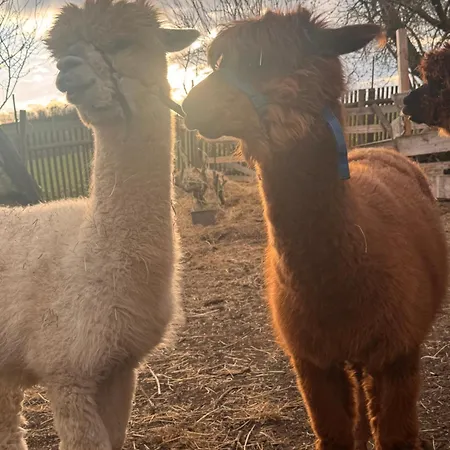 Uebernachtung Bei Den Alpakas Im Naturgarten Eigener Schlafsack Campeggio *