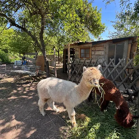 Uebernachtung Bei Den Alpakas Im Naturgarten Eigener Schlafsack