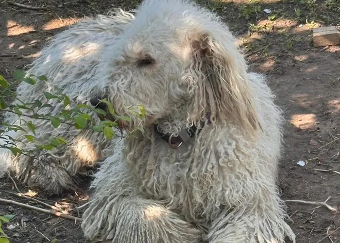 Uebernachtung Bei Den Alpakas Im Naturgarten Eigener Schlafsack