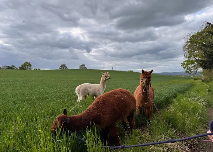 Uebernachtung Bei Den Alpakas Im Naturgarten Eigener Schlafsack キャンプ場