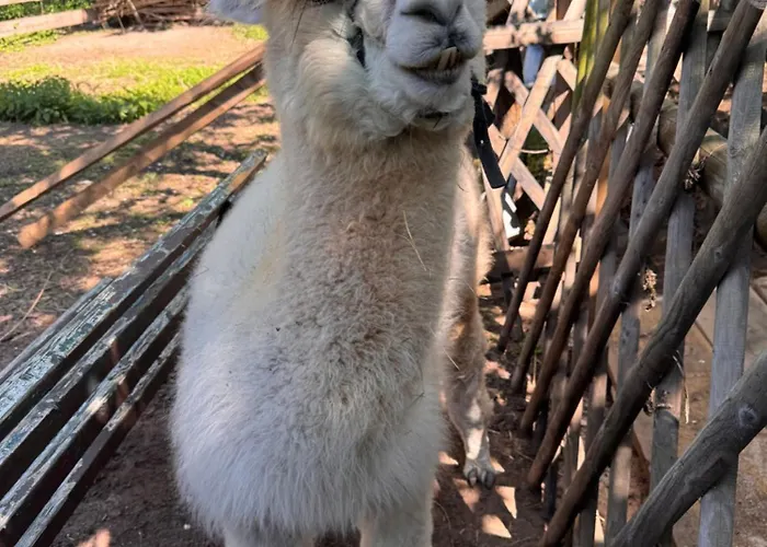 Uebernachtung Bei Den Alpakas Im Naturgarten Eigener Schlafsack *