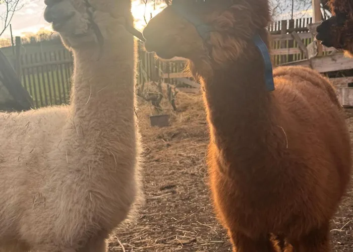 Uebernachtung Bei Den Alpakas Im Naturgarten Eigener Schlafsack キャンプ場 *