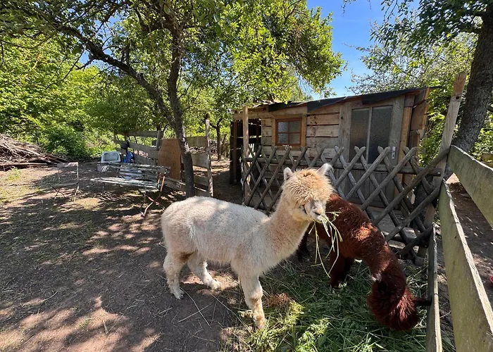 Uebernachtung Bei Den Alpakas Im Naturgarten Eigener Schlafsack