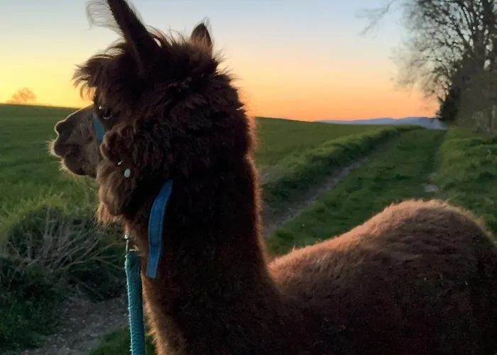 Uebernachtung Bei Den Alpakas Im Naturgarten Eigener Schlafsack キャンプ場 Hausbreitenbach